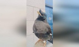 搞笑八哥爆料视频下载大全